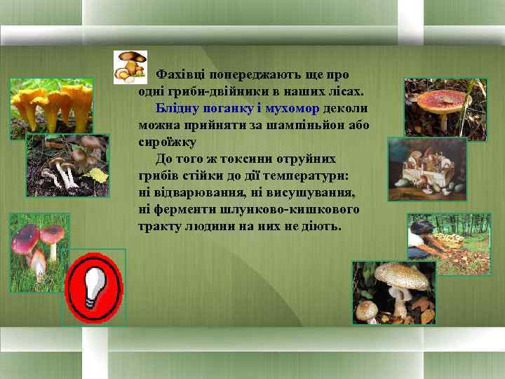  Фахівці попереджають ще про одні гриби-двійники в наших лісах. Блідну поганку і мухомор