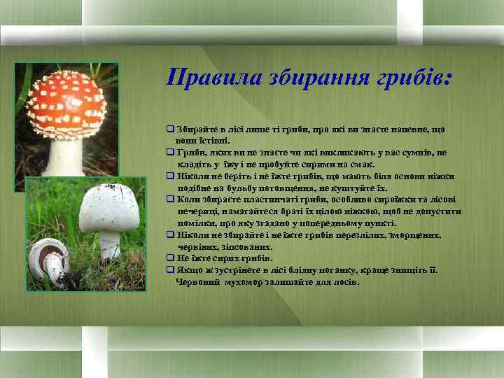 Правила збирання грибів: q Збирайте в лісі лише ті гриби, про які ви знаєте