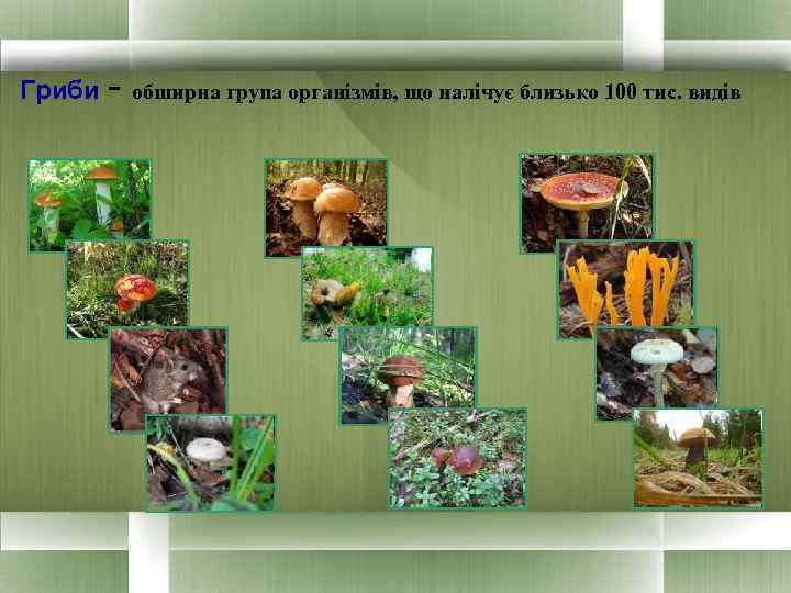 Гриби - обширна група організмів, що налічує близько 100 тис. видів 
