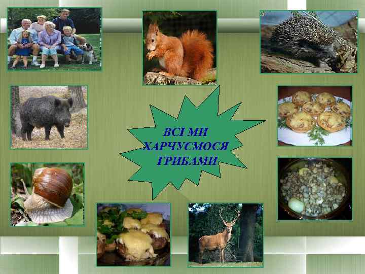 ВСІ МИ ХАРЧУЄМОСЯ ГРИБАМИ 
