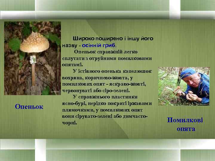 Опеньок Широко поширено і іншу його назву - осінній гриб. Опеньок справжній легко сплутати