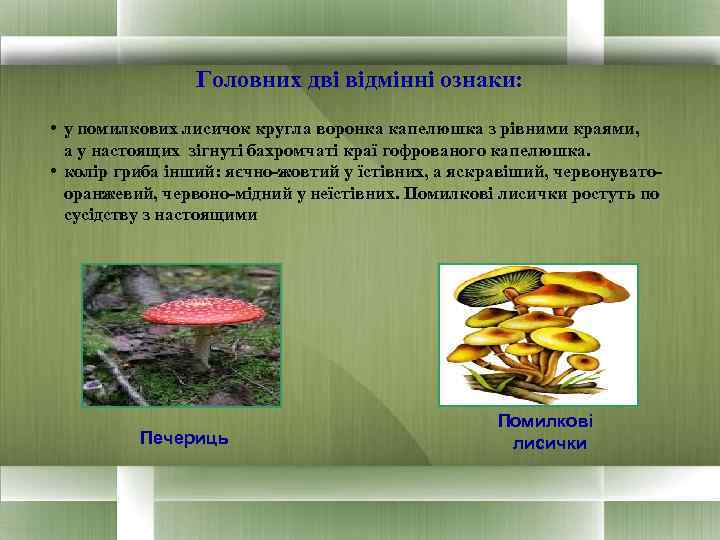 Головних дві відмінні ознаки: • у помилкових лисичок кругла воронка капелюшка з рівними краями,