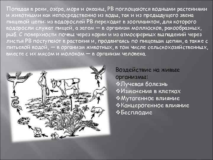 Попадая в реки, озёра, моря и океаны, РВ поглощаются водными растениями и животными как