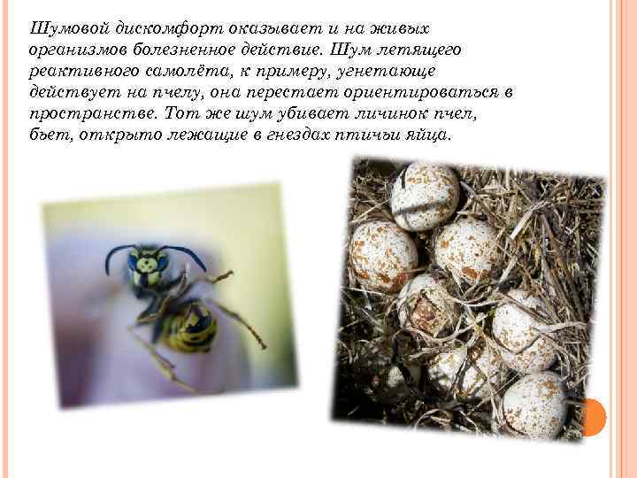 Шумовой дискомфорт оказывает и на живых организмов болезненное действие. Шум летящего реактивного самолёта, к