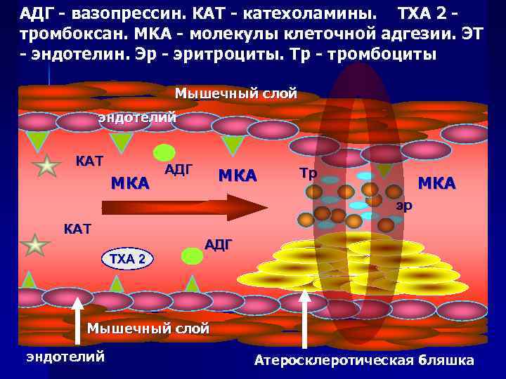 АДГ - вазопрессин. КАТ - катехоламины. TXA 2 - тромбоксан. MKA - молекулы клеточной