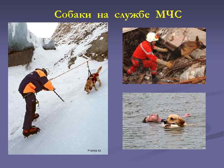 Собаки на службе МЧС 