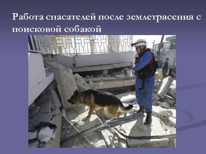 Работа спасателей после землетрясения с поисковой собакой 
