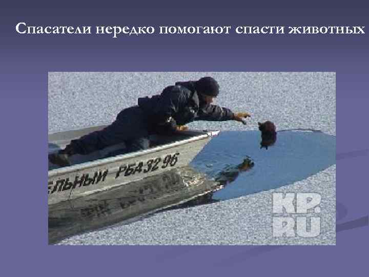 Спасатели нередко помогают спасти животных 