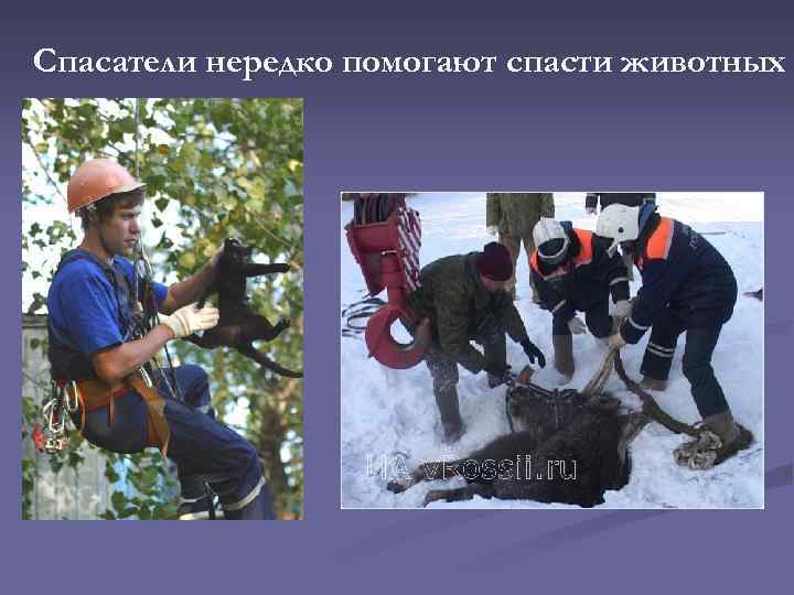 Спасатели нередко помогают спасти животных 