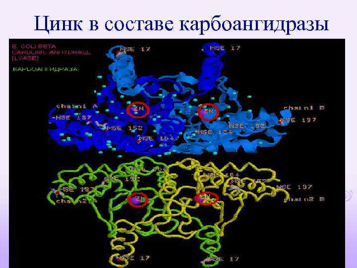 Цинк в составе карбоангидразы 