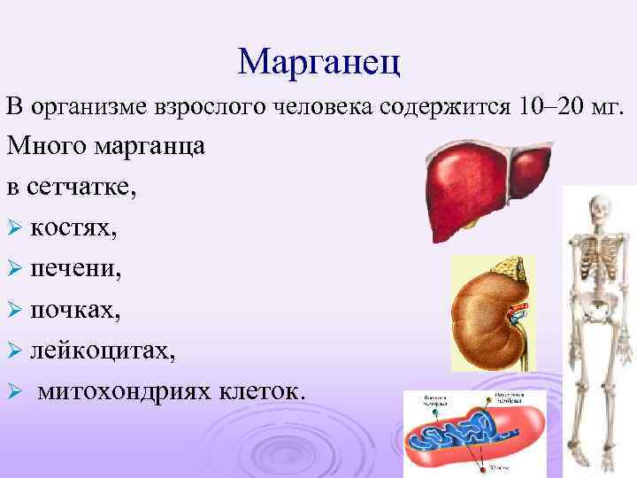 Марганец В организме взрослого человека содержится 10– 20 мг. Много марганца в сетчатке, Ø