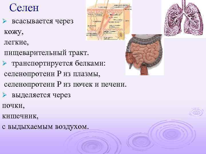 Селен всасывается через кожу, легкие, пищеварительный тракт. Ø транспортируется белками: селенопротеин Р из плазмы,