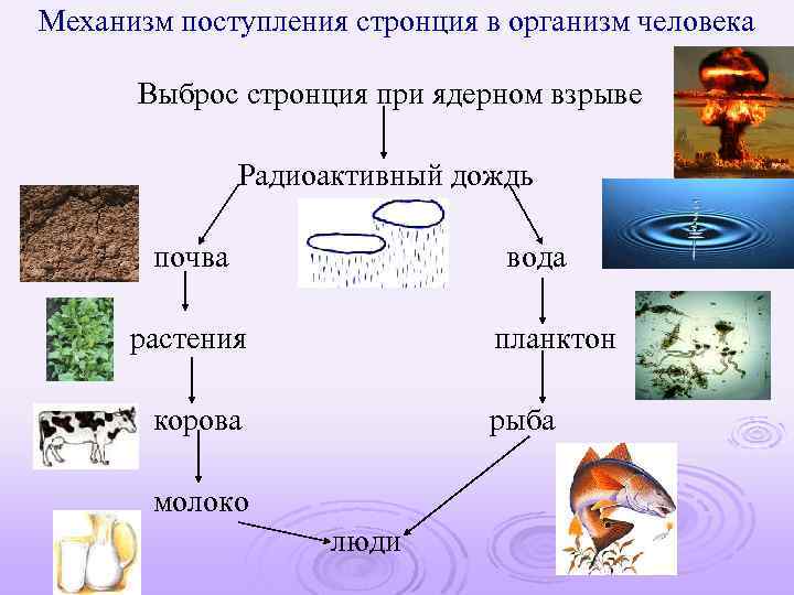 Механизм поступления стронция в организм человека Выброс стронция при ядерном взрыве Радиоактивный дождь почва