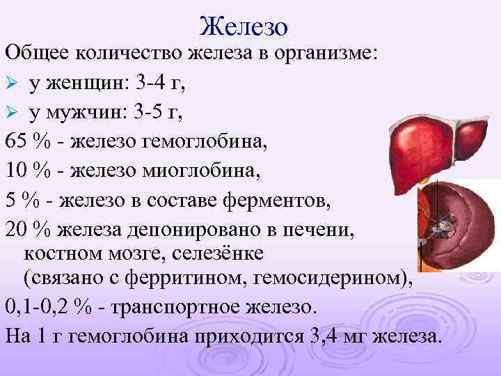 Железо Общее количество железа в организме: Ø у женщин: 3 -4 г, Ø у