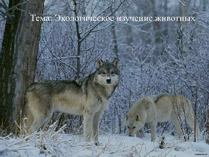 Тема: Экологическое изучение животных 