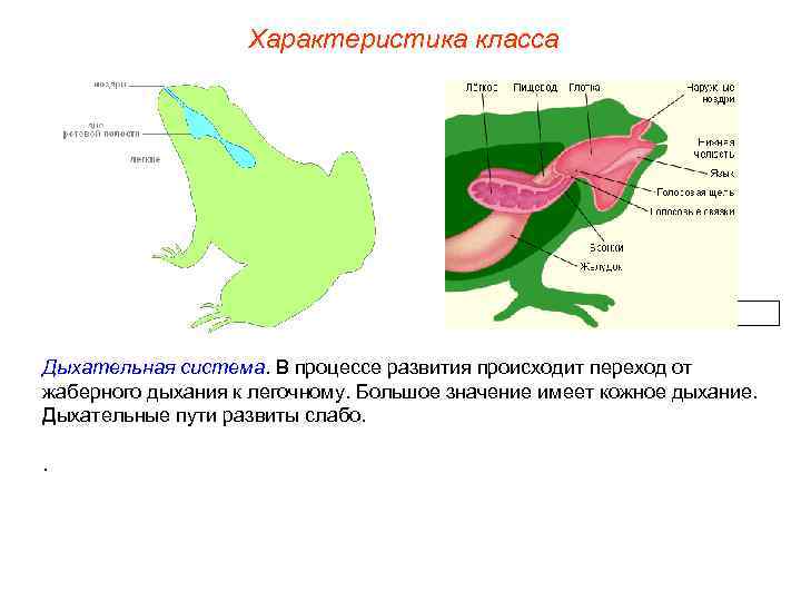 Характеристика класса Дыхательная система. В процессе развития происходит переход от жаберного дыхания к легочному.