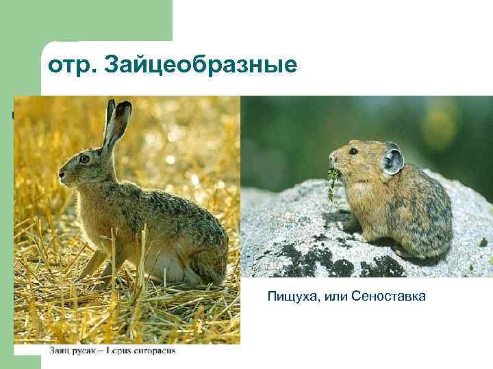 отр. Зайцеобразные Пищуха, или Сеноставка 