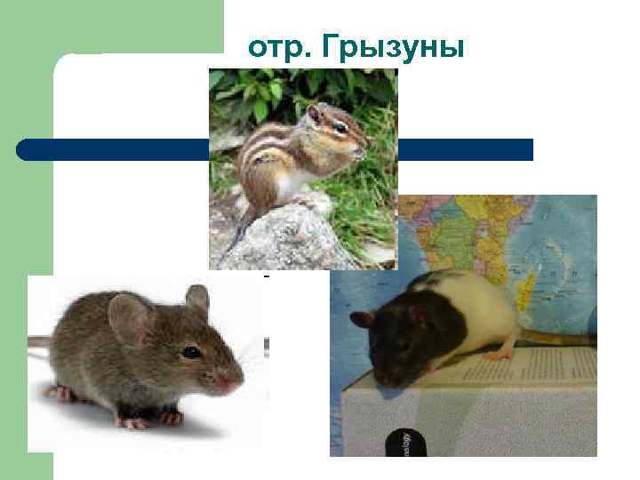 отр. Грызуны 