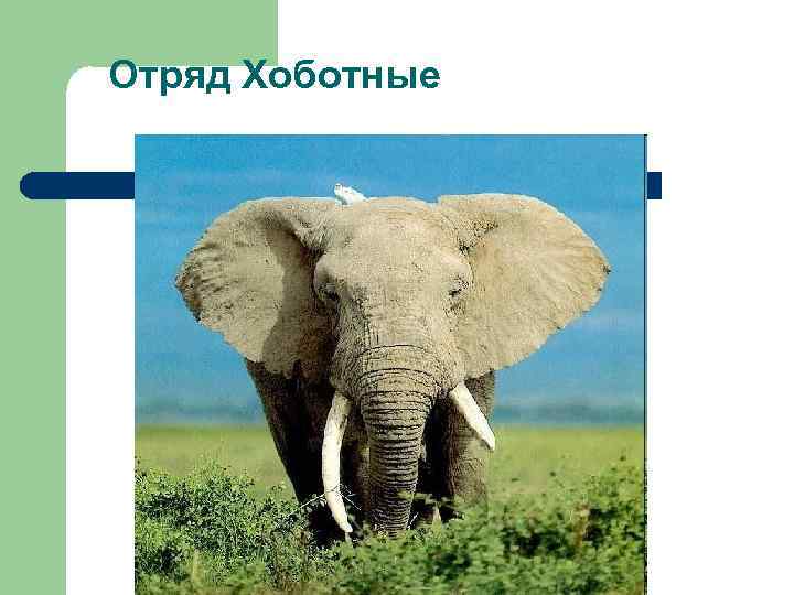 Отряд Хоботные 