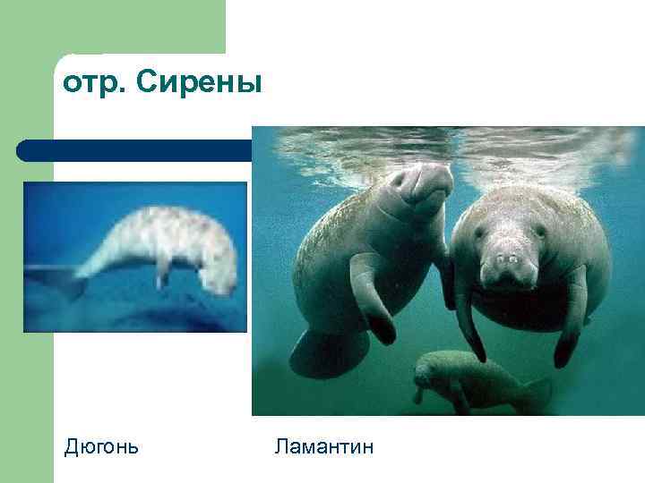 отр. Сирены Дюгонь Ламантин 