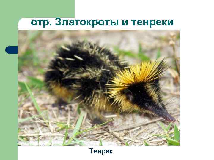 отр. Златокроты и тенреки Тенрек 