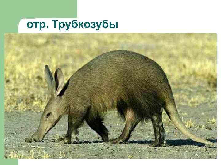 отр. Трубкозубы 
