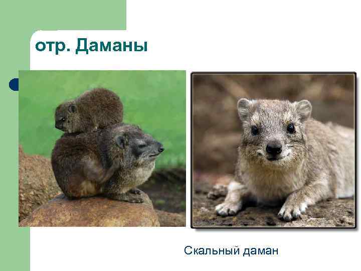 отр. Даманы Скальный даман 