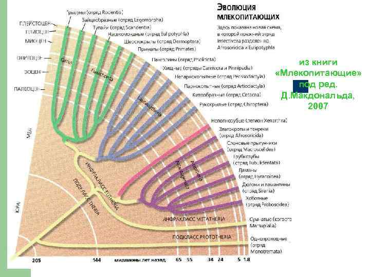 из книги «Млекопитающие» под ред. Д. Макдональда, 2007 