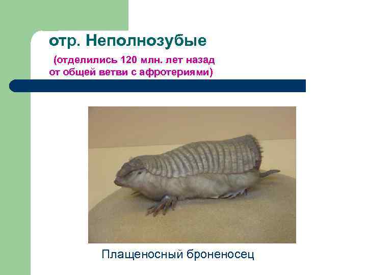 отр. Неполнозубые (отделились 120 млн. лет назад от общей ветви с афротериями) Плащеносный броненосец