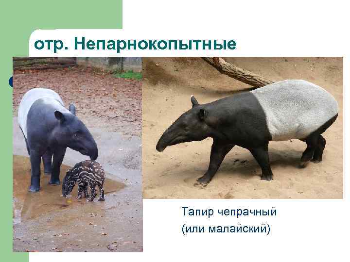 отр. Непарнокопытные Тапир чепрачный (или малайский) 