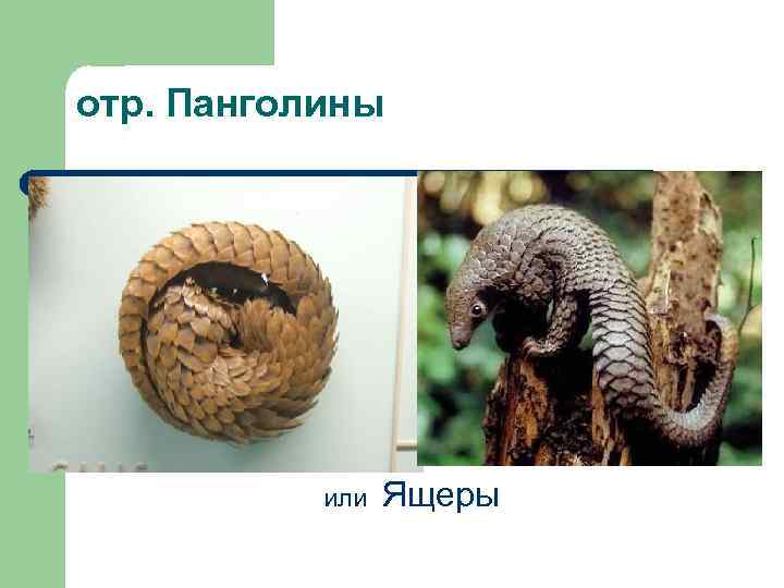 отр. Панголины или Ящеры 