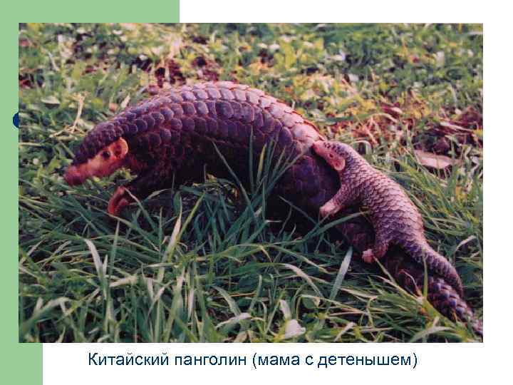 Китайский панголин (мама с детенышем) 