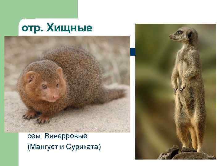 отр. Хищные сем. Виверровые (Мангуст и Суриката) 
