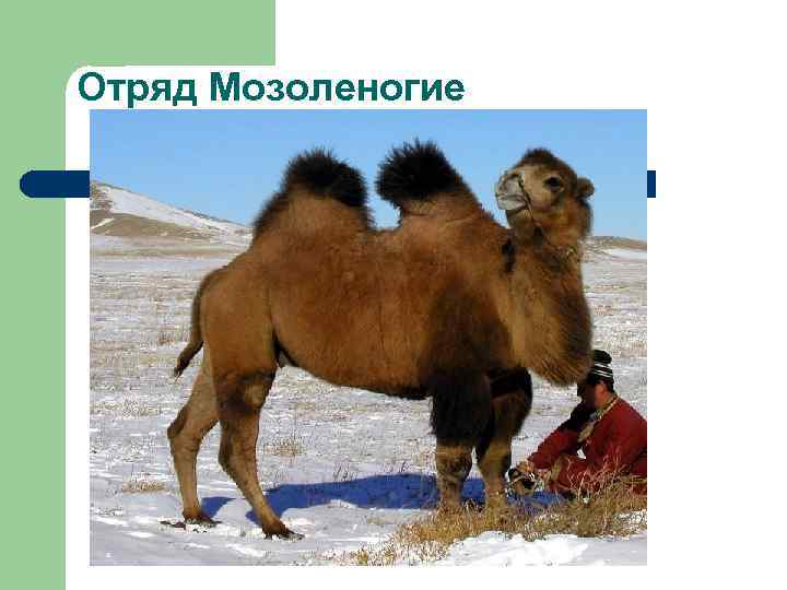 Отряд Мозоленогие 