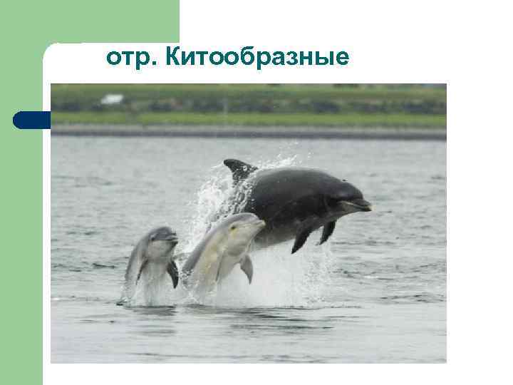 отр. Китообразные 