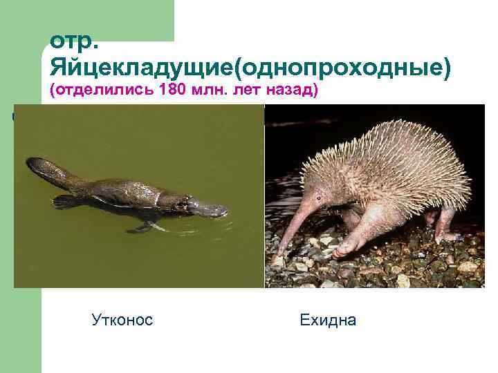 отр. Яйцекладущие(однопроходные) (отделились 180 млн. лет назад) Утконос Ехидна 