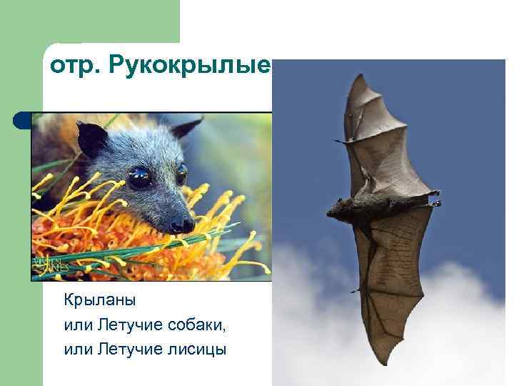 отр. Рукокрылые Крыланы или Летучие собаки, или Летучие лисицы 
