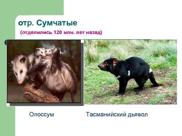 отр. Сумчатые (отделились 120 млн. лет назад) Опоссум Тасманийский дьявол 