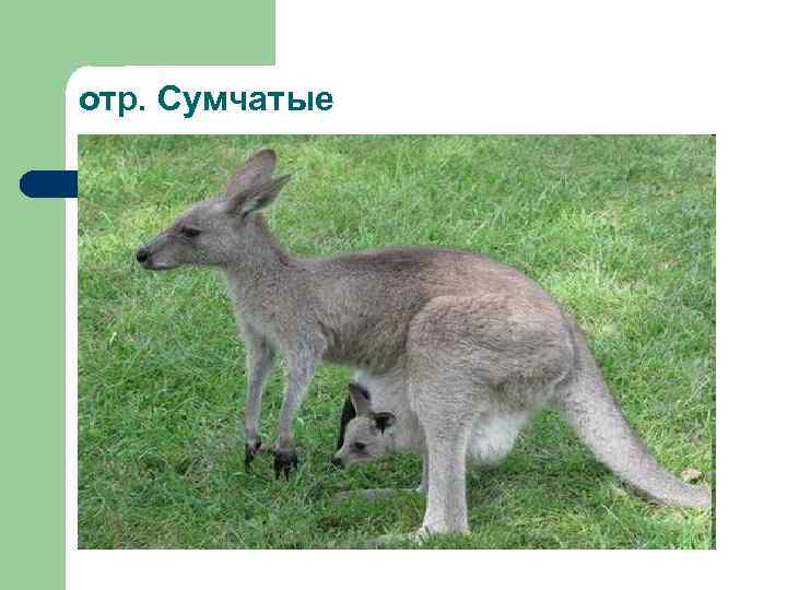 отр. Сумчатые 