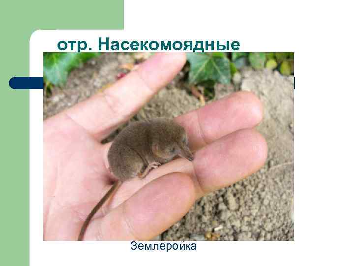 отр. Насекомоядные Землеройка 