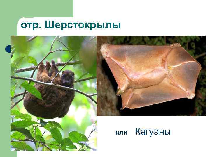 отр. Шерстокрылы или Кагуаны 