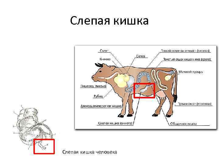 Слепая кишка человека 