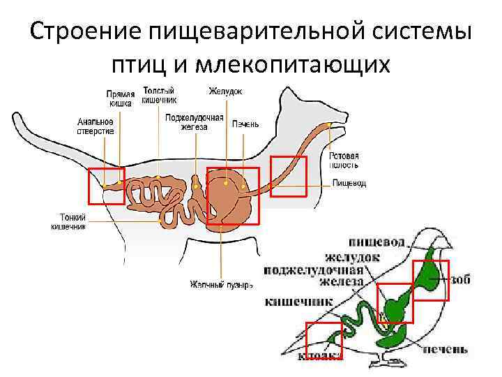 Схема систем органов млекопитающих - 80 фото