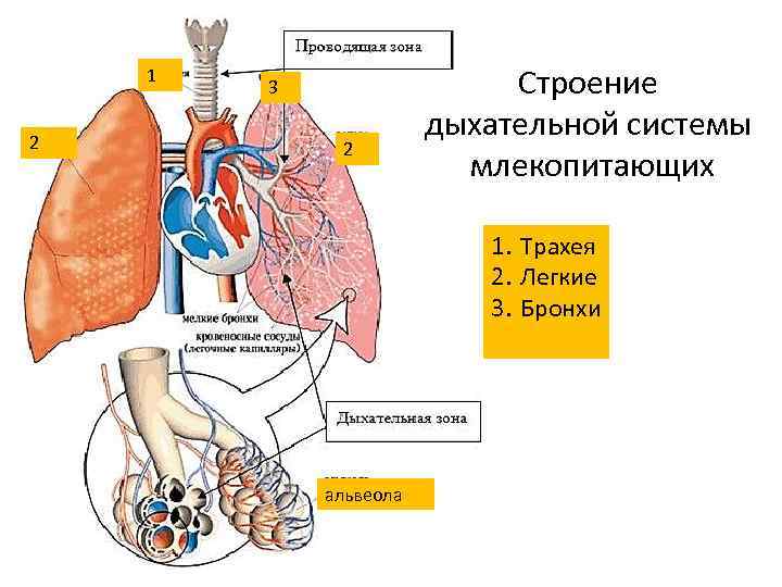 1 2 3 2 Строение дыхательной системы млекопитающих 1. Трахея 2. Легкие 3. Бронхи