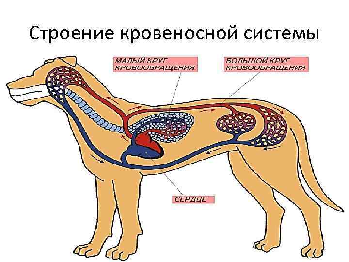 Строение кровеносной системы 