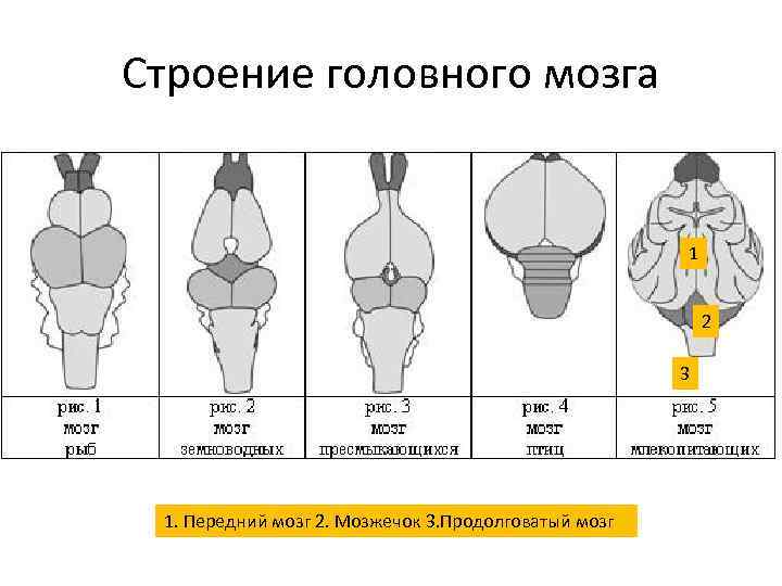 Строение головного мозга 1 2 3 1. Передний мозг 2. Мозжечок 3. Продолговатый мозг