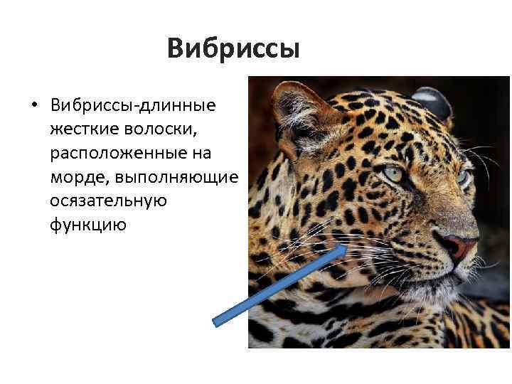 Вибриссы • Вибриссы-длинные жесткие волоски, расположенные на морде, выполняющие осязательную функцию 