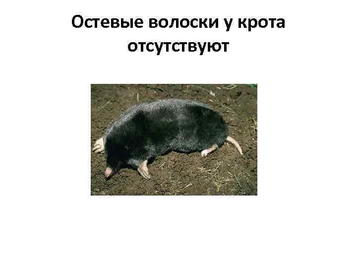 Остевые волоски у крота отсутствуют 