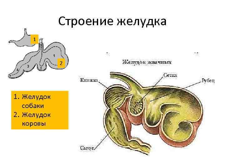 Строение желудка 1 2 1. Желудок собаки 2. Желудок коровы 