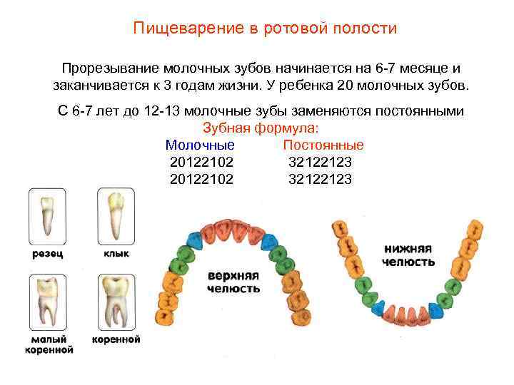 Пищеварение в ротовой полости Прорезывание молочных зубов начинается на 6 -7 месяце и заканчивается